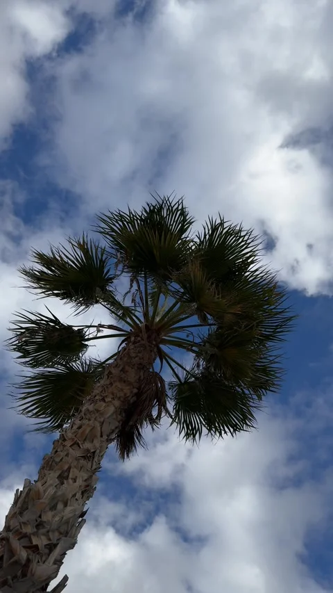 Palm tree swaying against bright blue sky with white clouds Stock Footage 297373631