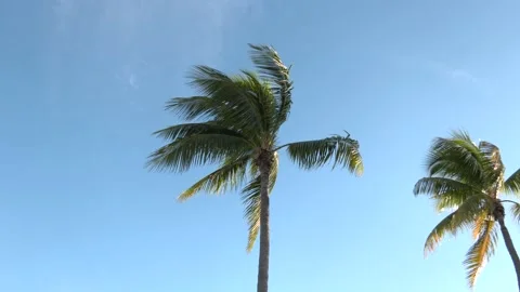 Palm tree swaying in a blue sky Stock Footage 143019879