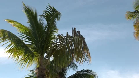 Palm tree swaying in a blue sky Stock Footage 143025632