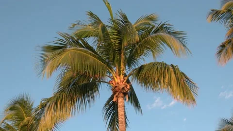 Palm tree swaying in a blue sky Stock Footage 143025919