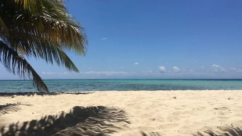 Palm Tree Swaying in Breeze on Belize Tropical Island 4K Stock Footage 105821363
