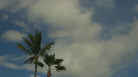 Palm Tree Swaying in the Breeze Stock Footage 237853419