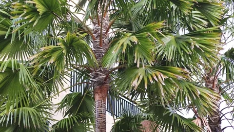 Palm Tree Swaying in Breeze 库存影片 285932553