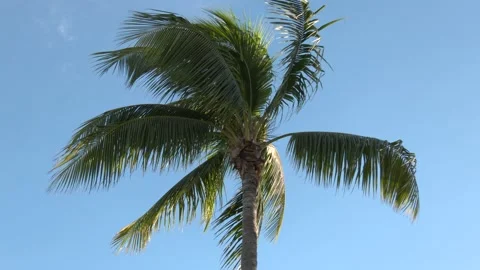 A palm tree swaying in front of a blue sky Stock Footage 143019878