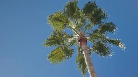 Palm tree swaying gently in the wind against a blue sky 動画素材 339098215