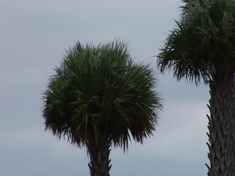 Palm tree swaying in a strong wind Stock Footage 28382807