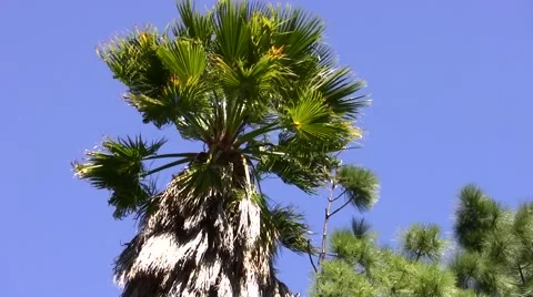Palm tree swaying in strong wind Stock Footage 47675009