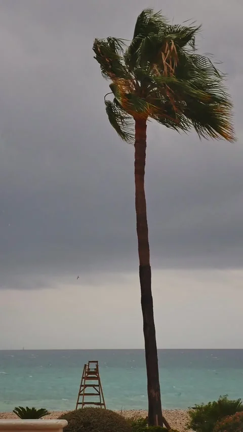 Palm tree swaying in the strong wind - storm is coming Видео 284329274