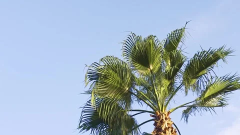 Palm Tree Swaying Under Blue Sky Stock Footage 337323304