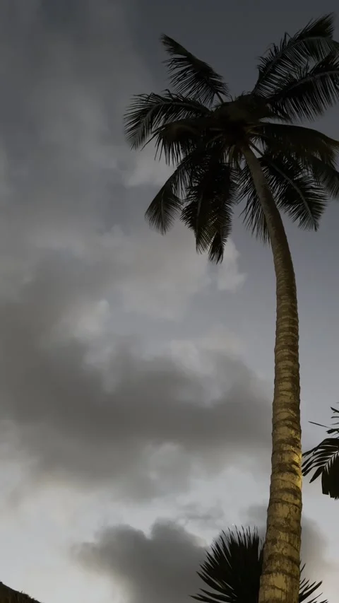 Palm Tree Swaying Under Dramatic Evening Clouds Vertical Tropical Scene Stock Footage 339462996