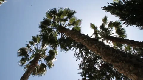 Palm tree swaying, view from below Video stock 7734444