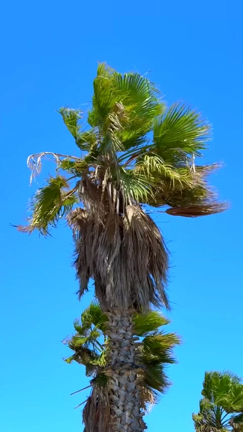 Palm Tree Swaying in the Wind Against a Clear Blue Tropical Sky Stock Footage 310210495