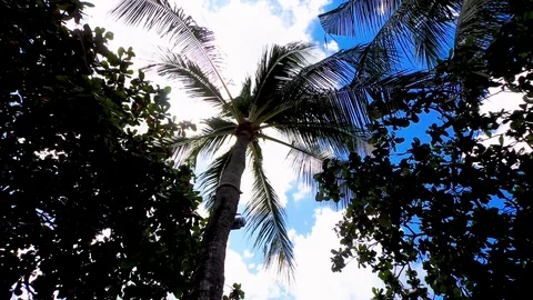 Palm tree swaying in the wind. Bali Island. Stock Footage 102058523