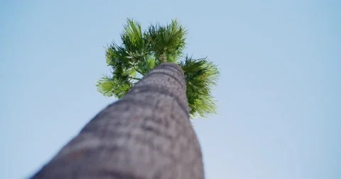 Palm tree swaying in the wind from below. Tall palm tree. Video stock 162510357