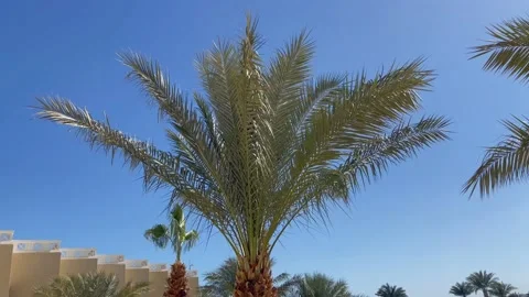 Palm tree swaying in the wind on the blue sky background Stock Footage 170793338