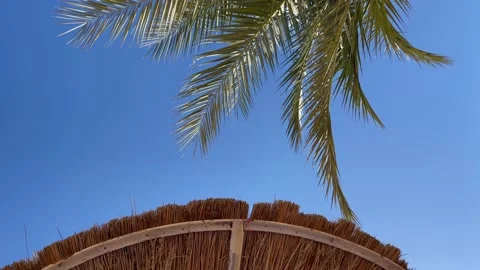 Palm tree swaying in the wind on the blue sky background next to beach umbrella, Stock Footage 170793431