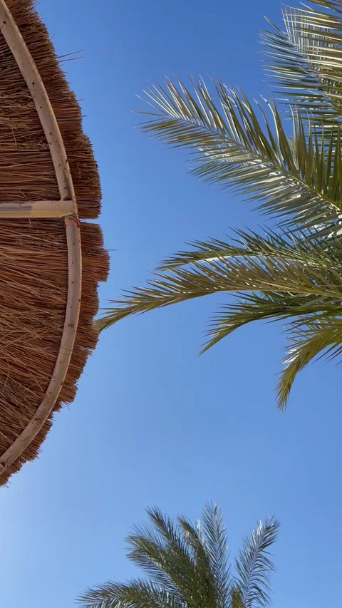 Palm tree swaying in the wind on the blue sky background next to beach umbrella, Stock Footage 170858542