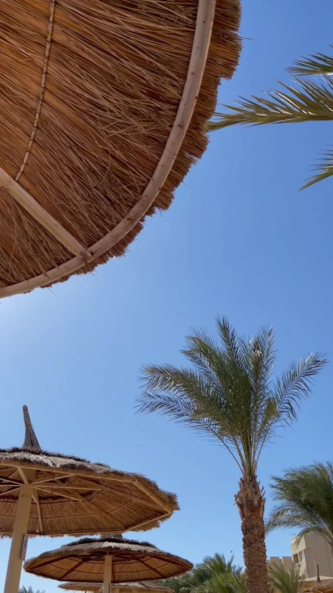 Palm tree swaying in the wind on the blue sky background next to beach umbrella, Stock Footage 170858624