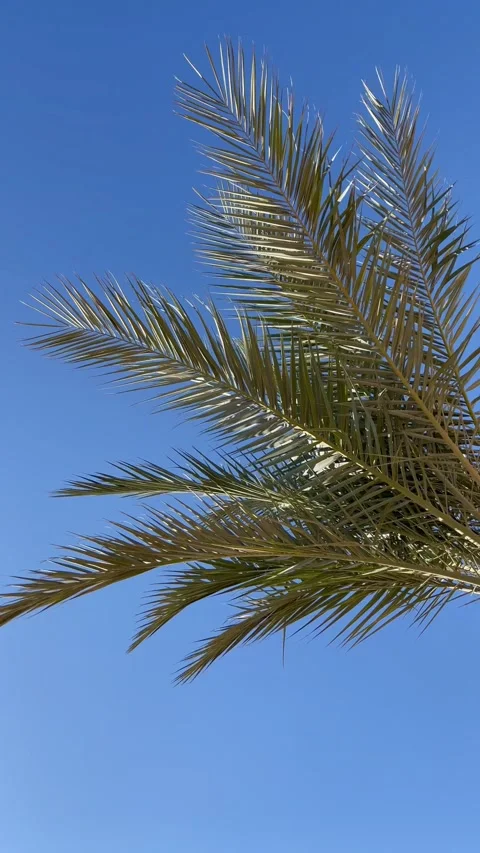 Palm tree swaying in the wind on the blue sky background Stock Footage 170858726