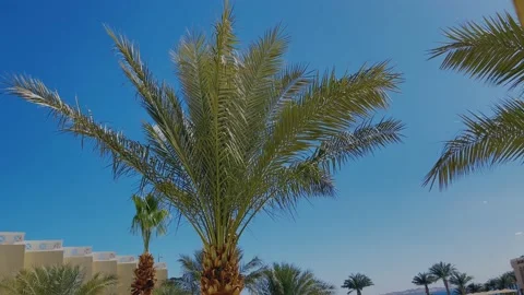 Palm tree swaying in the wind on the blue sky background Stock Footage 170858755