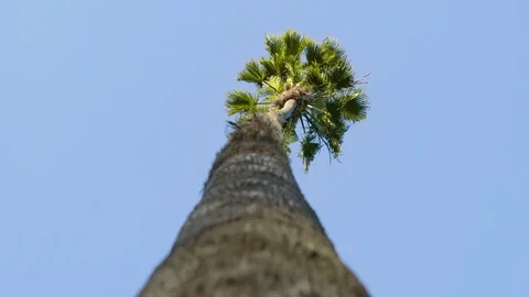 Palm Tree Swaying in Wind 動画素材 78490540