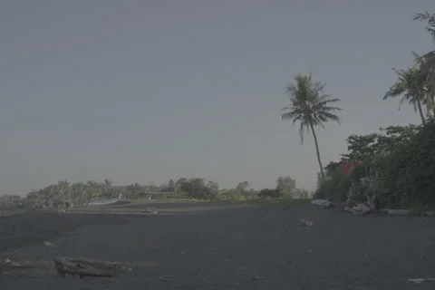 Palm Tree Swaying in Wind Stock-Footage 246410579