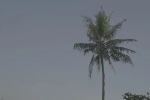 Palm Tree Swaying in Wind Stock-Footage 246410592