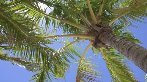 Palm tree swaying in the wind Stock-Footage 314012116