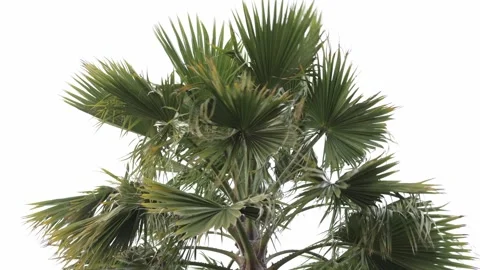 Palm Tree Swaying in Wind Isolated on White Background Stock Footage 331925985