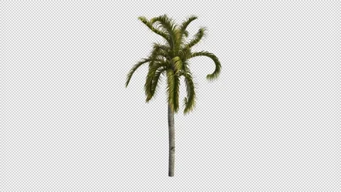 Palm Tree Swaying in the Wind Loop with Alpha Stock Footage 204810918