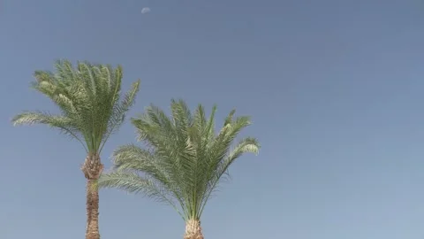 Palm tree is swaying in the wind, with the moon in the background Stock-Footage 288039298