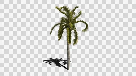 Palm Tree Swaying in the Wind with Shadow Loop with Alpha Stock Footage 204810919