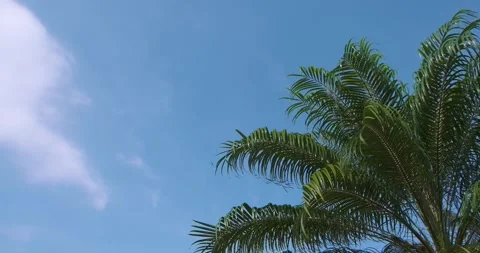 Palm Tree swaying in wind - slow motion Stock Footage 271238710