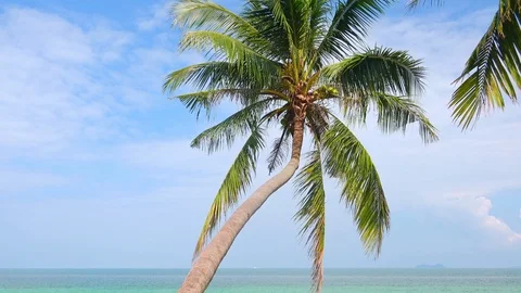 Palm tree swaying in wind at sunny day. Romantic relaxation and vacation Stock-Footage 89854856