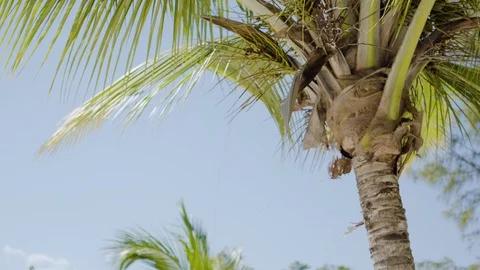 Palm Tree swaying in the wind on a sunny clear day, still shot 4k Stock Footage 108524045