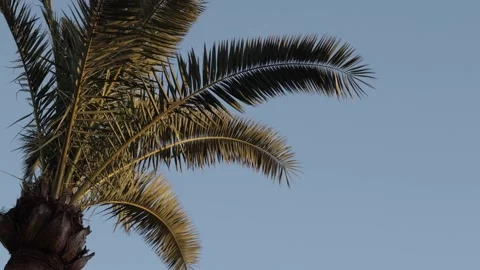 Palm Tree Swaying in Wind at Sunset Slow Motion Stock Footage 331925955