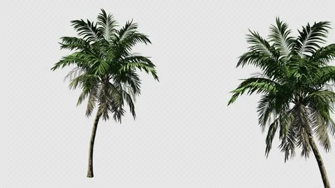 Palm tree swaying in the wind on a transparent background Stock Footage 309416995