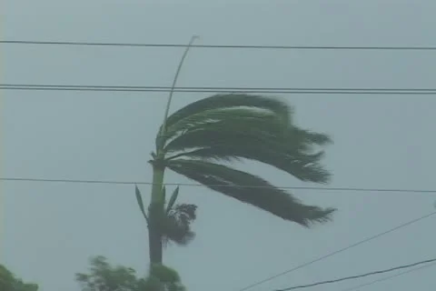 Palm tree sways as a dangerous hurricane approaches Stock Footage 12575685
