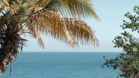 Palm tree sways gently in the breeze, framing a view of the ocean Stock Footage 279853692