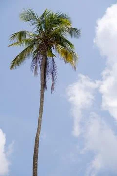 A palm tree sways under a clear blue sky on a sunny day in a tropical paradis Photos