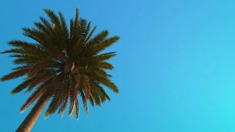 Palm tree sways in the wind against the sky Stock Footage 192839796