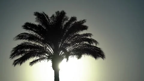 A palm tree sways in the wind against the backdrop of the sky and the rising sun Video stock 296189016