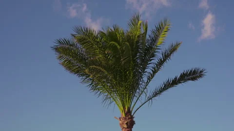 The palm tree sways in the wind. Stock Footage 331156006