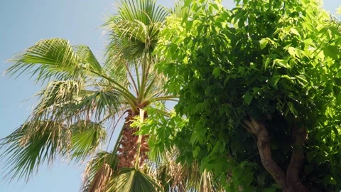The palm tree sways in the wind. Tekirova, Turkey Stock Footage 155631855
