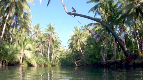 Palm Tree Swing Stock Footage 248066664