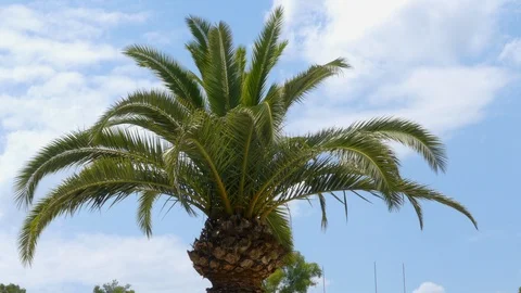 Palm Tree Swings in the Wind Vídeo Stock 124366063