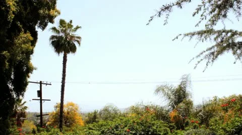 Palm Tree Tall  스톡 동영상 11024472