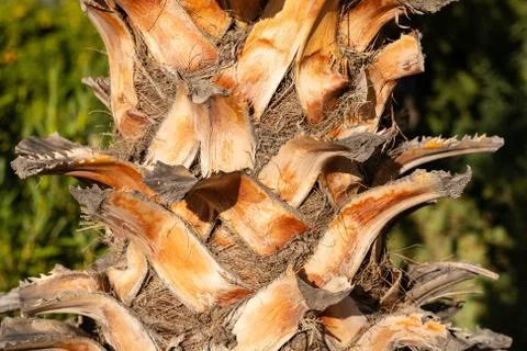 Palm Tree Texture Background Stock-Fotos