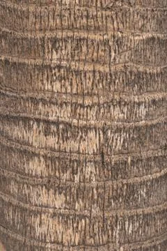 Palm Tree Texture Background Stock Photos