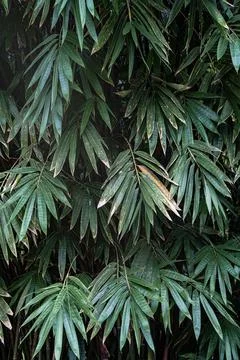Palm tree texture background in Singaore botanic garden Stock Photos